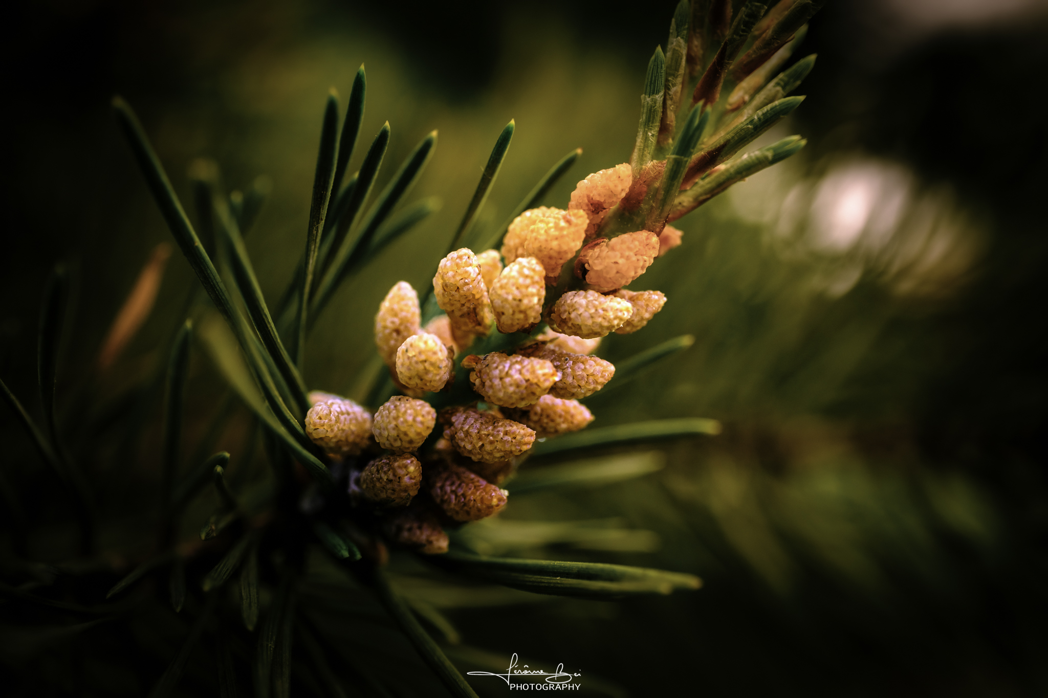 Flower Close-Ups series cover