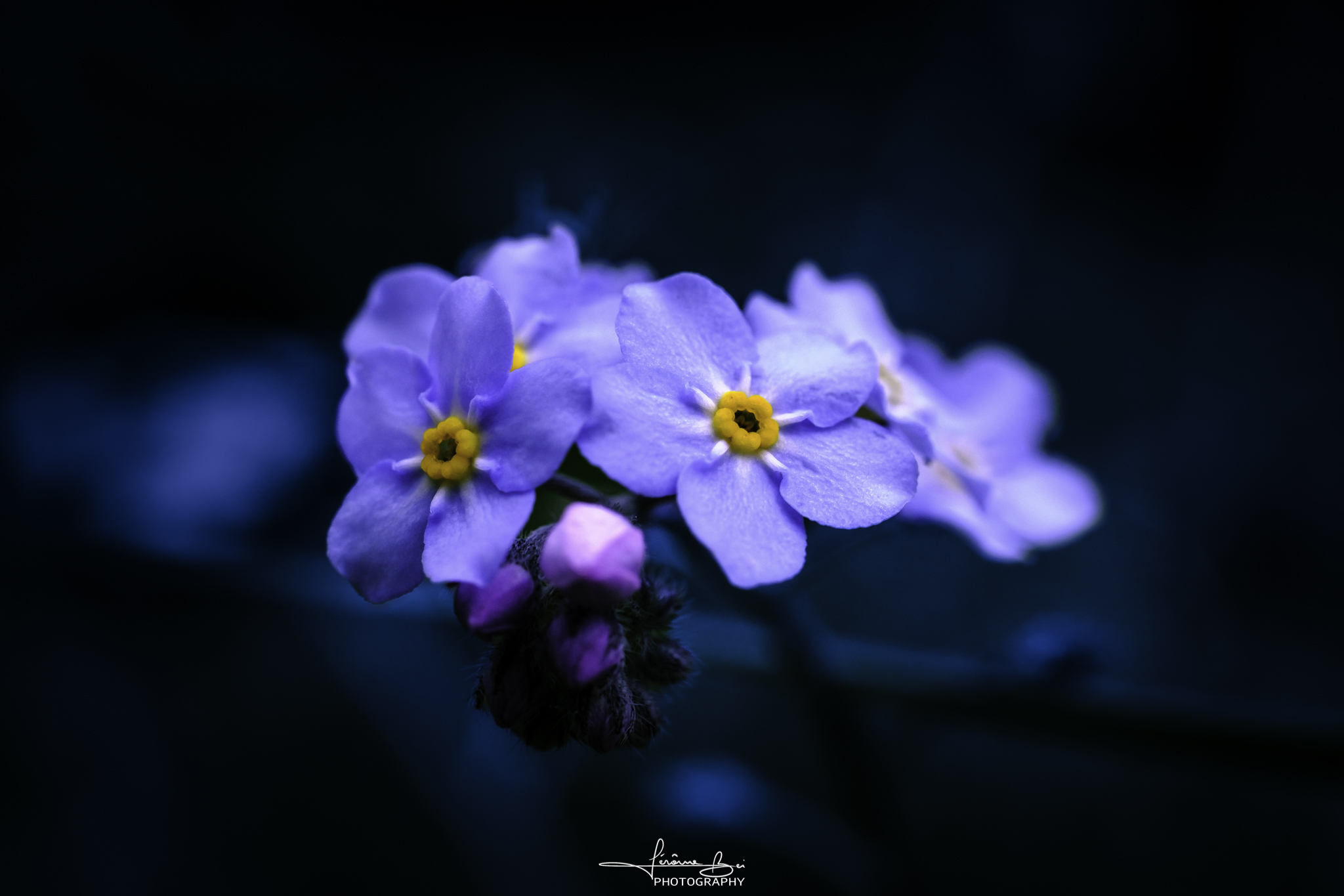Flower Close-Ups image